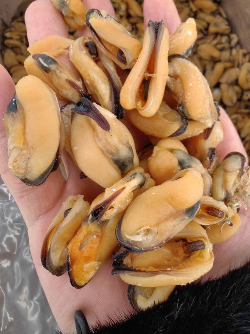 海虹淡菜干各种淡干海虹干大中小品种齐全