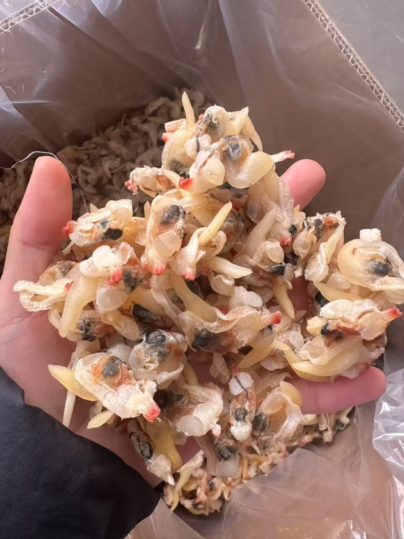 无沙哈利肉蚬子干质量好价格优