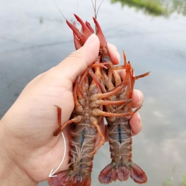 湖北鲜活小龙虾一手货源规格齐全欢迎咨询