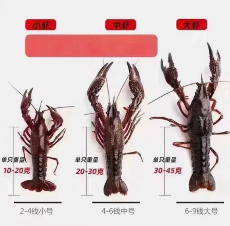 湖北鲜活小龙虾一手货源规格齐全欢迎咨询