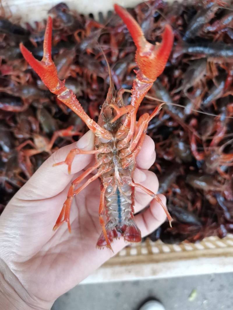 湖北鲜活小龙虾一手货源规格齐全欢迎咨询