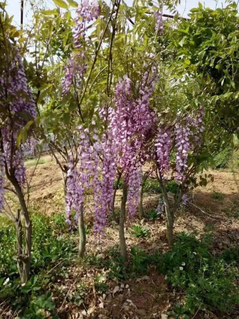 江苏紫藤苗紫藤基地1一6公分宿迁紫藤树紫藤价格农户