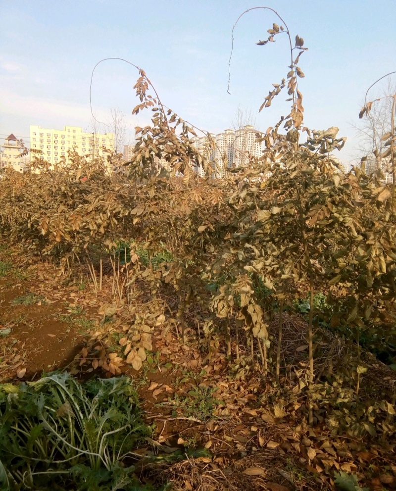 江苏紫藤苗紫藤基地1一6公分宿迁紫藤树紫藤价格农户