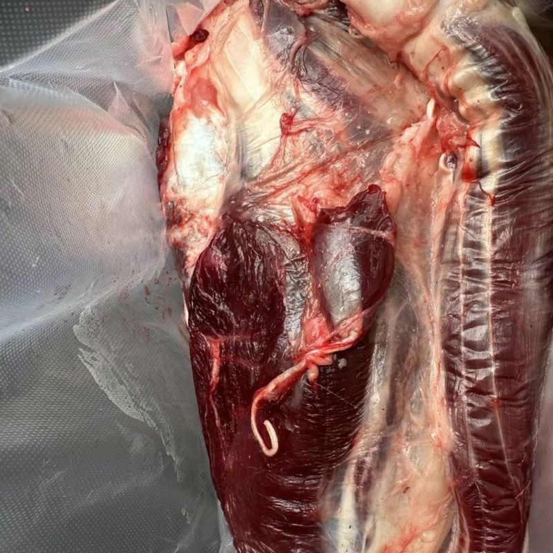 精品黄牛腿肉，土黄牛腿肉，高品质黄牛肉，批发全国优质客户