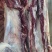 精品黄牛腿肉，土黄牛腿肉，高品质黄牛肉，批发全国优质客户