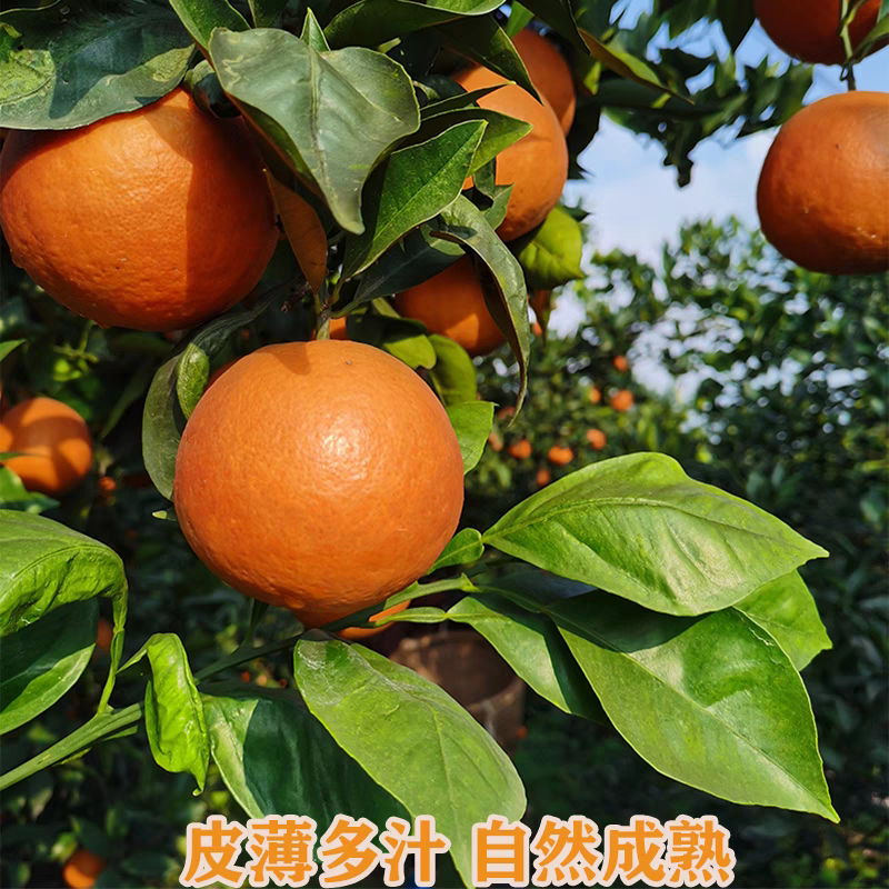 【实力推荐】四川塔罗科血橙对接商超团购供应链一条龙服务