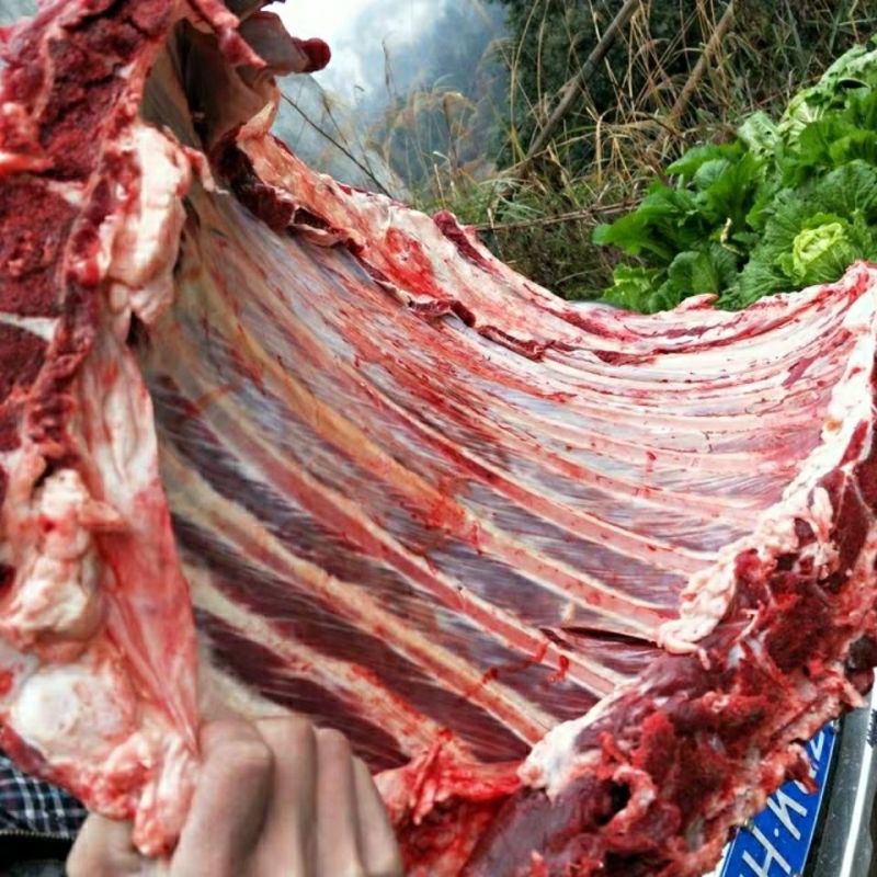 精品牧小牛黄牛肉，高品质黄牛肉，对接全国商超，电商，酒店