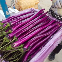 精品线茄，各种茄子，一手货源，大量上市。。