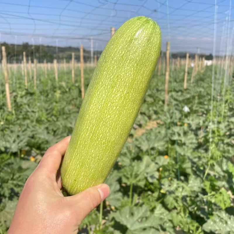 盛润夏秋王西葫芦种子春秋季播中耐寒性强皮色翠绿耐热抗病