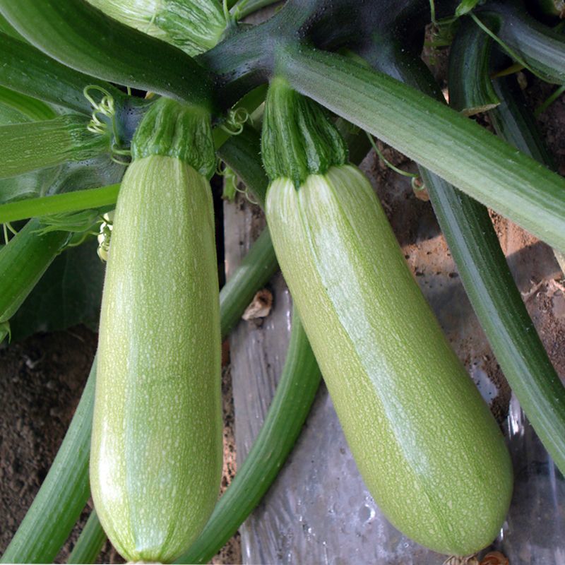 盛润夏秋王西葫芦种子春秋季播中耐寒性强皮色翠绿耐热抗病