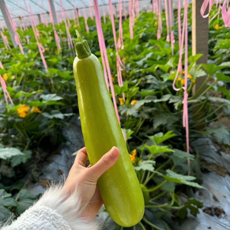 盛润夏秋王西葫芦种子春秋季播中耐寒性强皮色翠绿耐热抗病