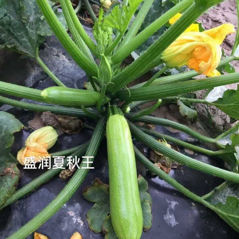 盛润夏秋王西葫芦种子春秋季播中耐寒性强皮色翠绿耐热抗病