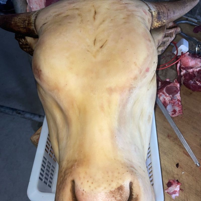牧小牛土黄牛牛头，精品货，质量高，对接全国各地优质采购商
