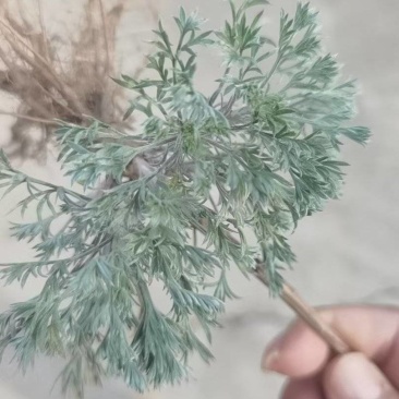 茵陈又名白蒿