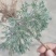 茵陈又名白蒿