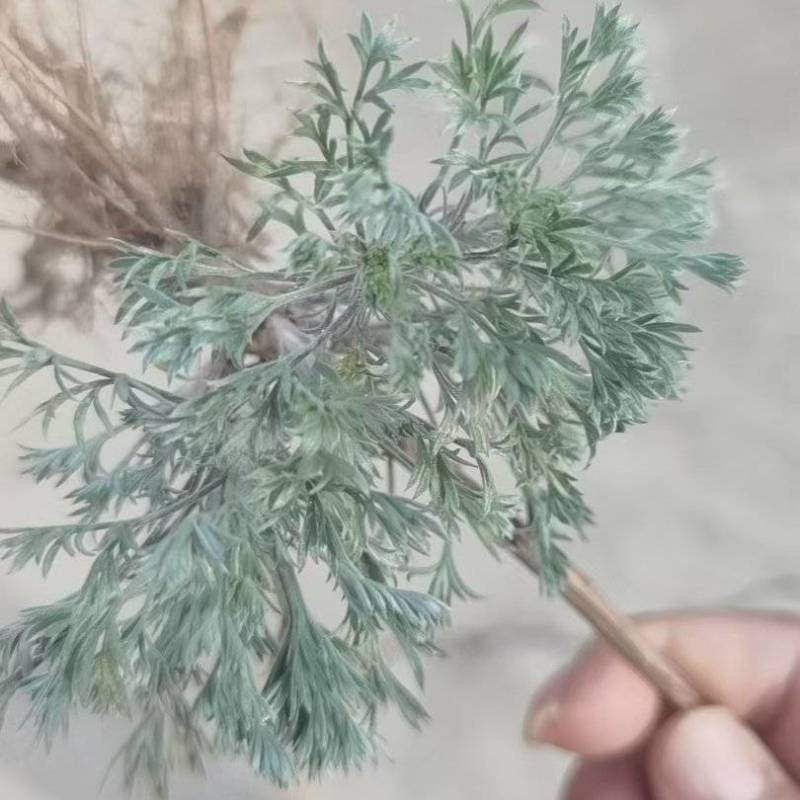 茵陈又名白蒿