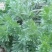 茵陈又名白蒿