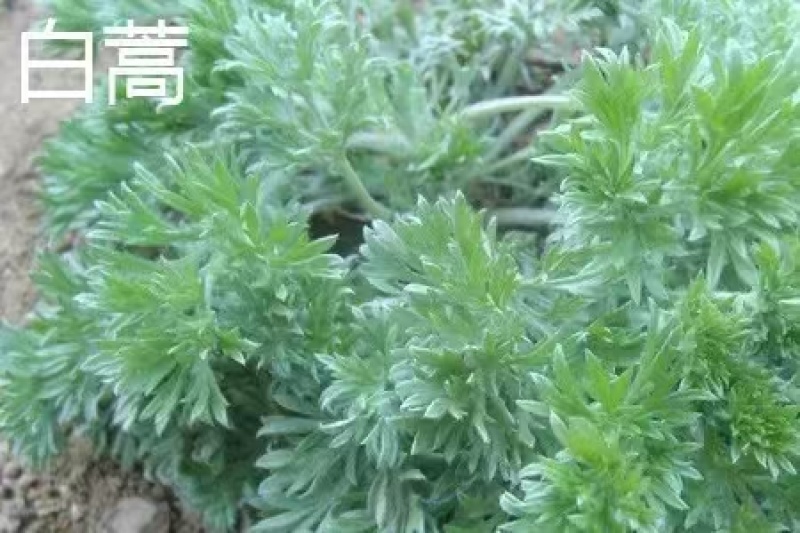 茵陈又名白蒿
