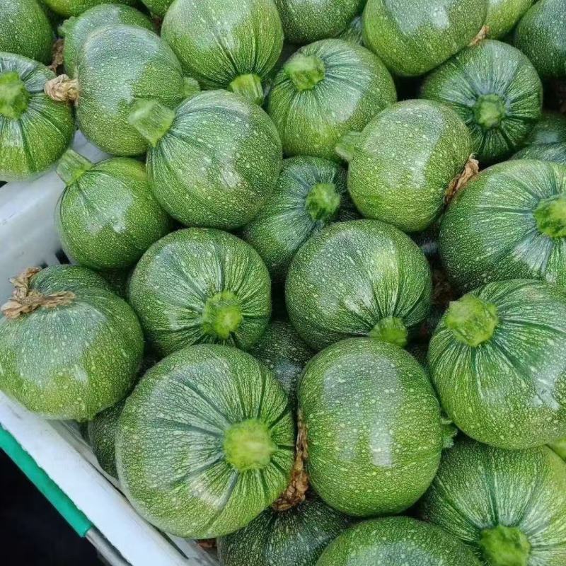 玉铃珑305西葫瓜种子早熟短蔓矮生型西葫芦扁圆形