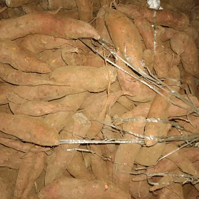 商署19酉爪红种署