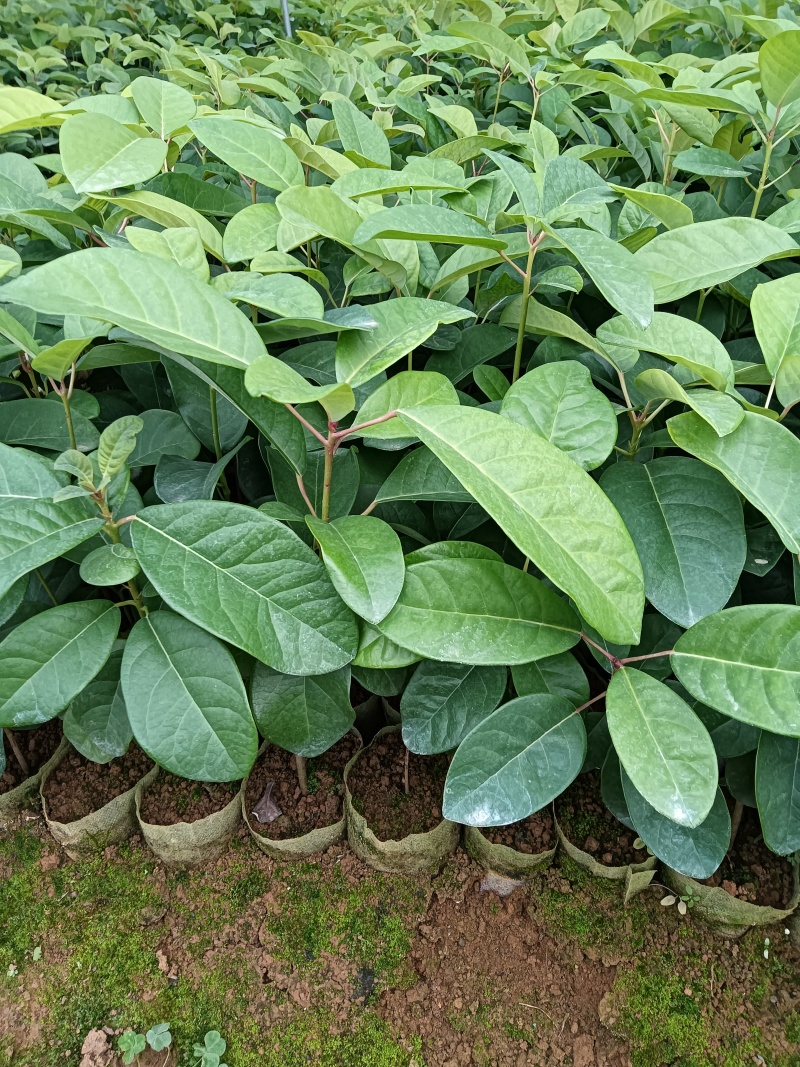 牛耳枫杯苗