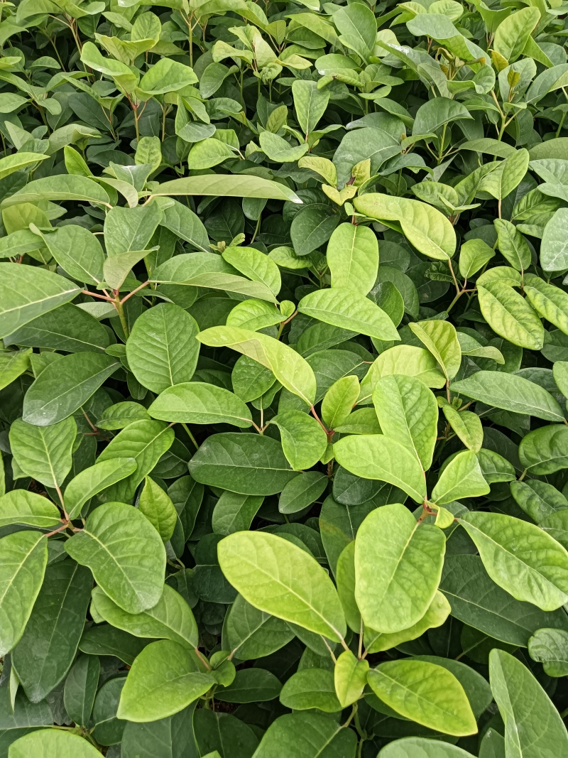 牛耳枫杯苗