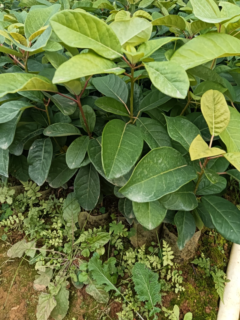 牛耳枫杯苗