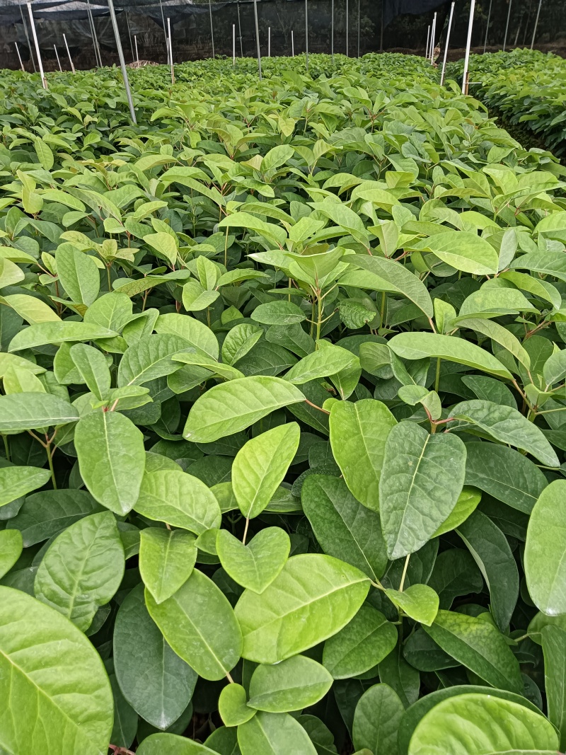 牛耳枫杯苗
