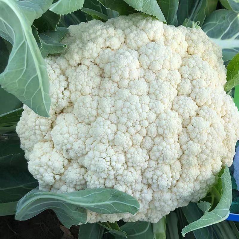 瑞松65青梗松花菜种子耐热抗病花菜种子农家春秋蔬