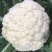 瑞松65青梗松花菜种子耐热抗病花菜种子农家春秋蔬