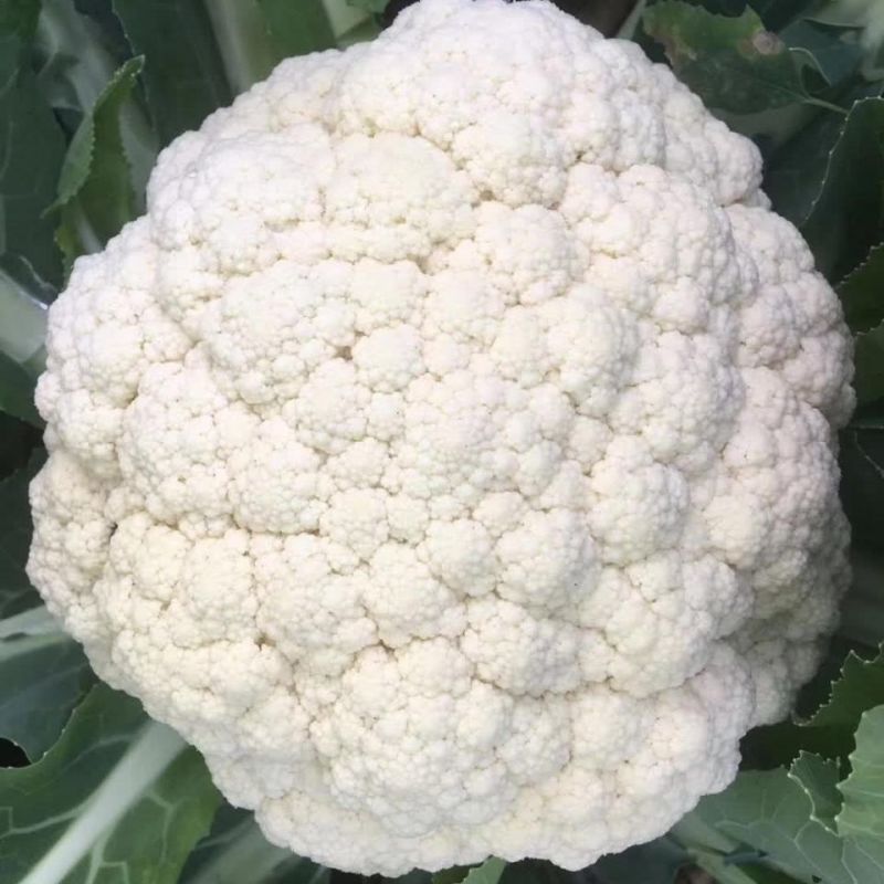 瑞松65青梗松花菜种子耐热抗病花菜种子农家春秋蔬