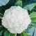 瑞松65青梗松花菜种子耐热抗病花菜种子农家春秋蔬