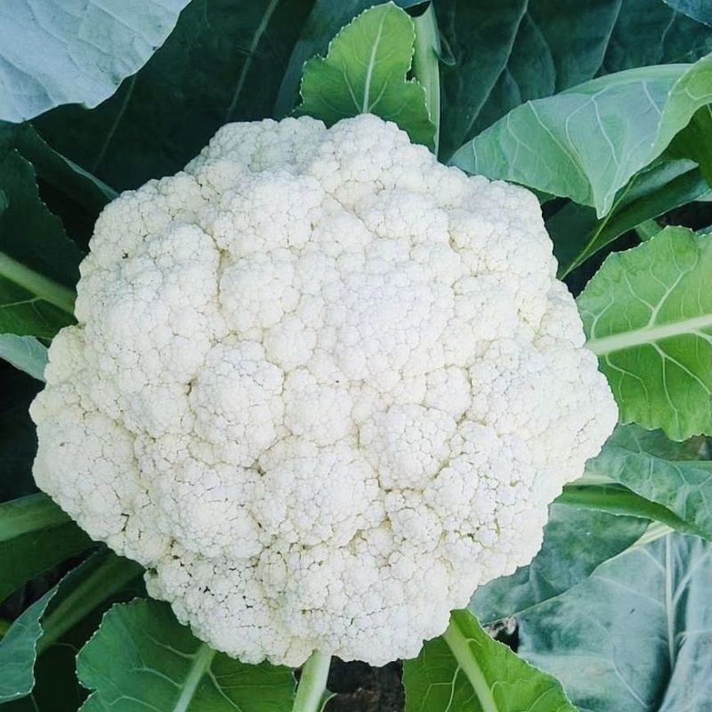 瑞松65青梗松花菜种子耐热抗病花菜种子农家春秋蔬