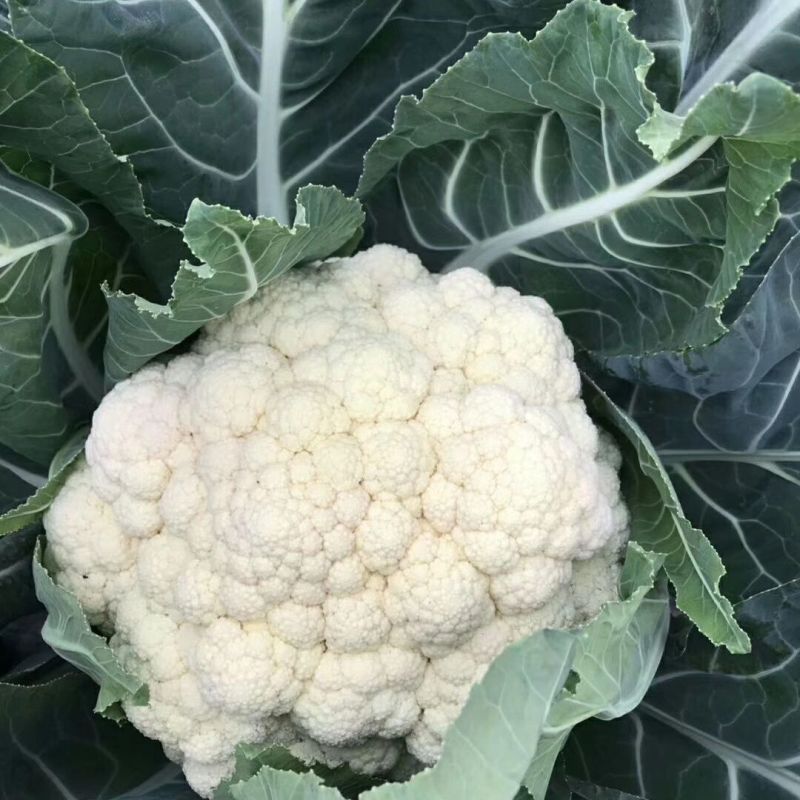瑞松65青梗松花菜种子耐热抗病花菜种子农家春秋蔬