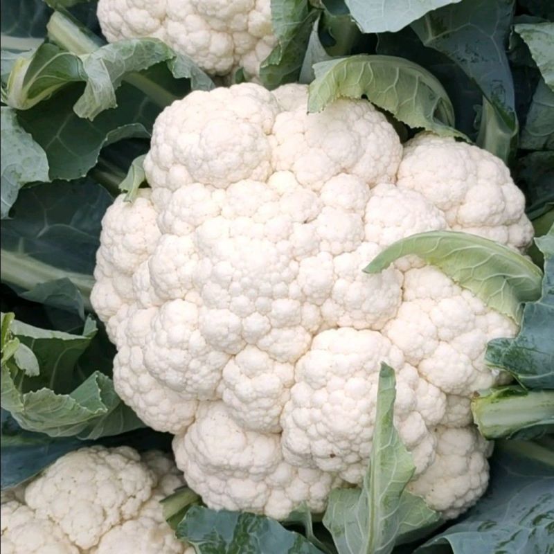 瑞松65青梗松花菜种子耐热抗病花菜种子农家春秋蔬