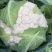 瑞松65青梗松花菜种子耐热抗病花菜种子农家春秋蔬