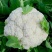 瑞松65青梗松花菜种子耐热抗病花菜种子农家春秋蔬