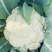 瑞松65青梗松花菜种子耐热抗病花菜种子农家春秋蔬