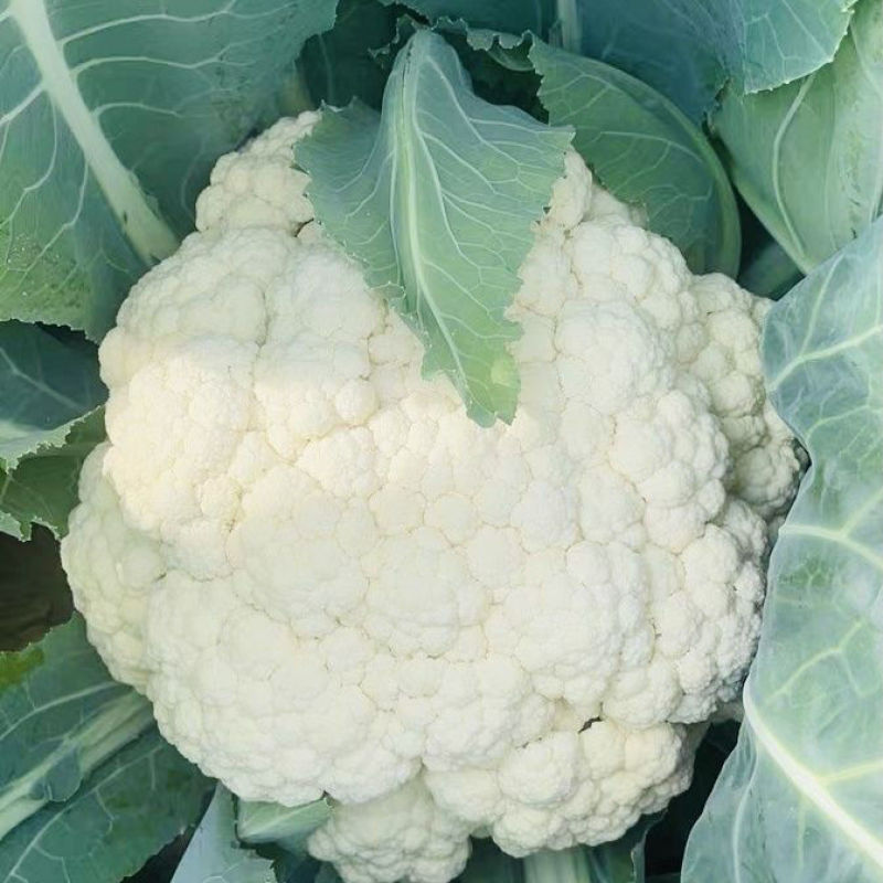 瑞松65青梗松花菜种子耐热抗病花菜种子农家春秋蔬