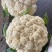 瑞松65青梗松花菜种子耐热抗病花菜种子农家春秋蔬