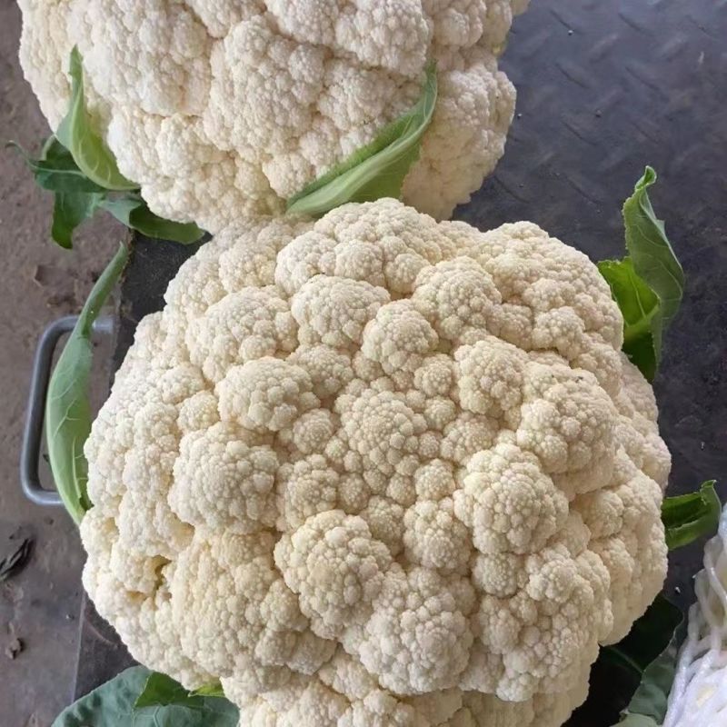 瑞松65青梗松花菜种子耐热抗病花菜种子农家春秋蔬