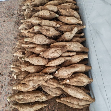 葛根长期供货产地直发正品保障
