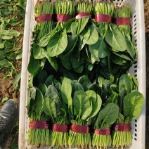 常年代发大叶精品菠菜