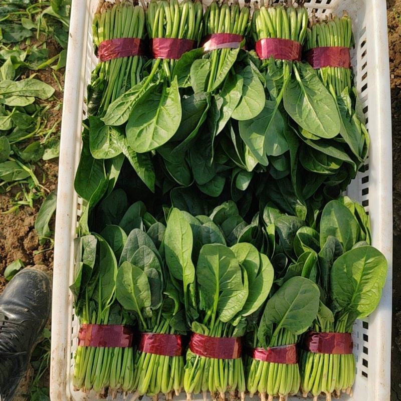 常年代发大叶精品菠菜
