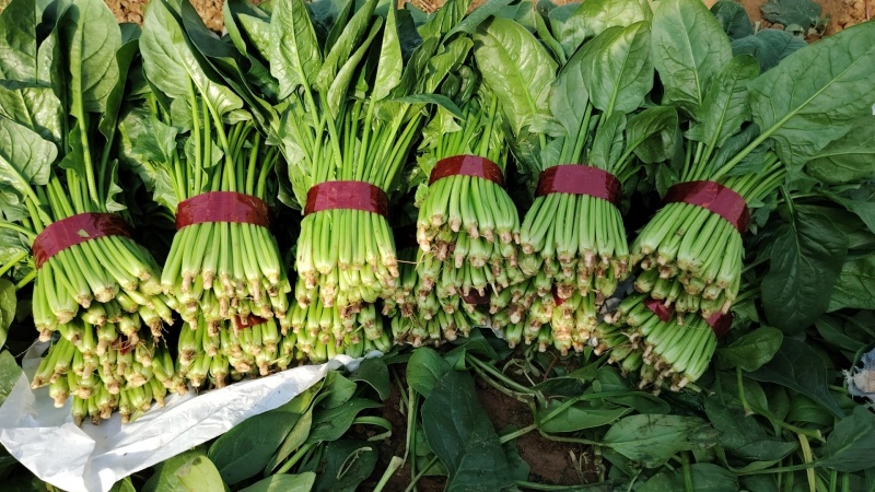 常年代发大叶精品菠菜