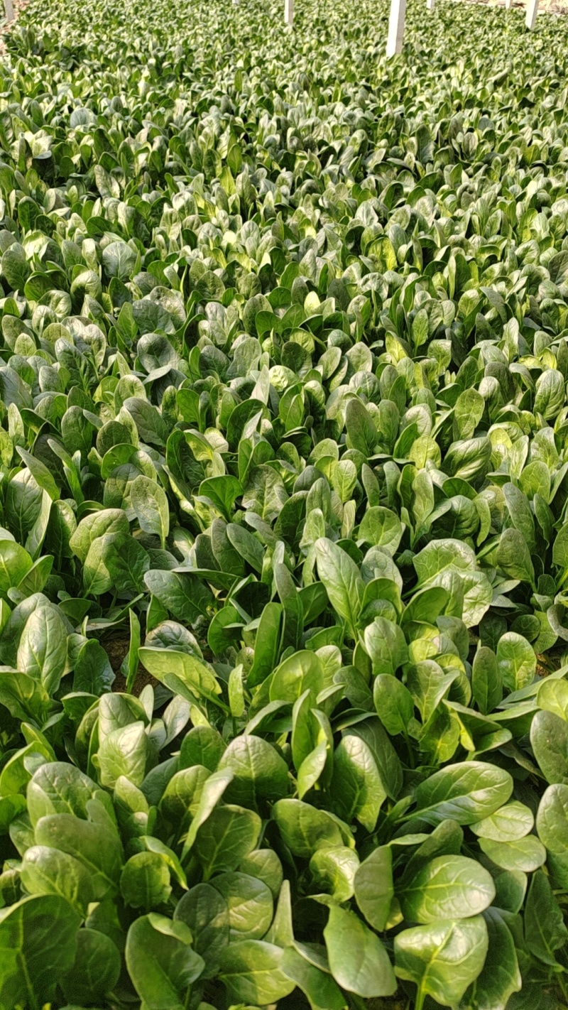 常年代发大叶精品菠菜