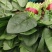 常年代发大叶精品菠菜