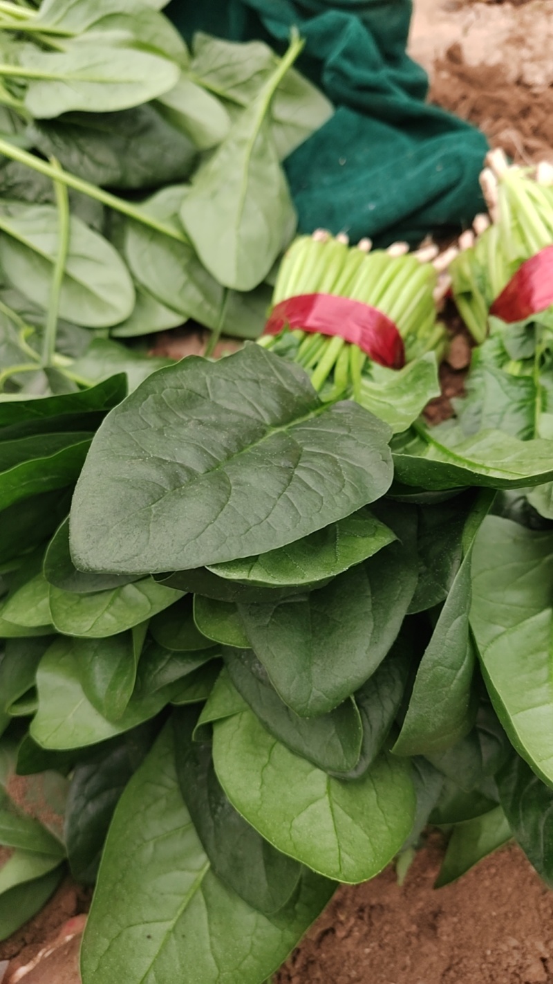 常年代发大叶精品菠菜