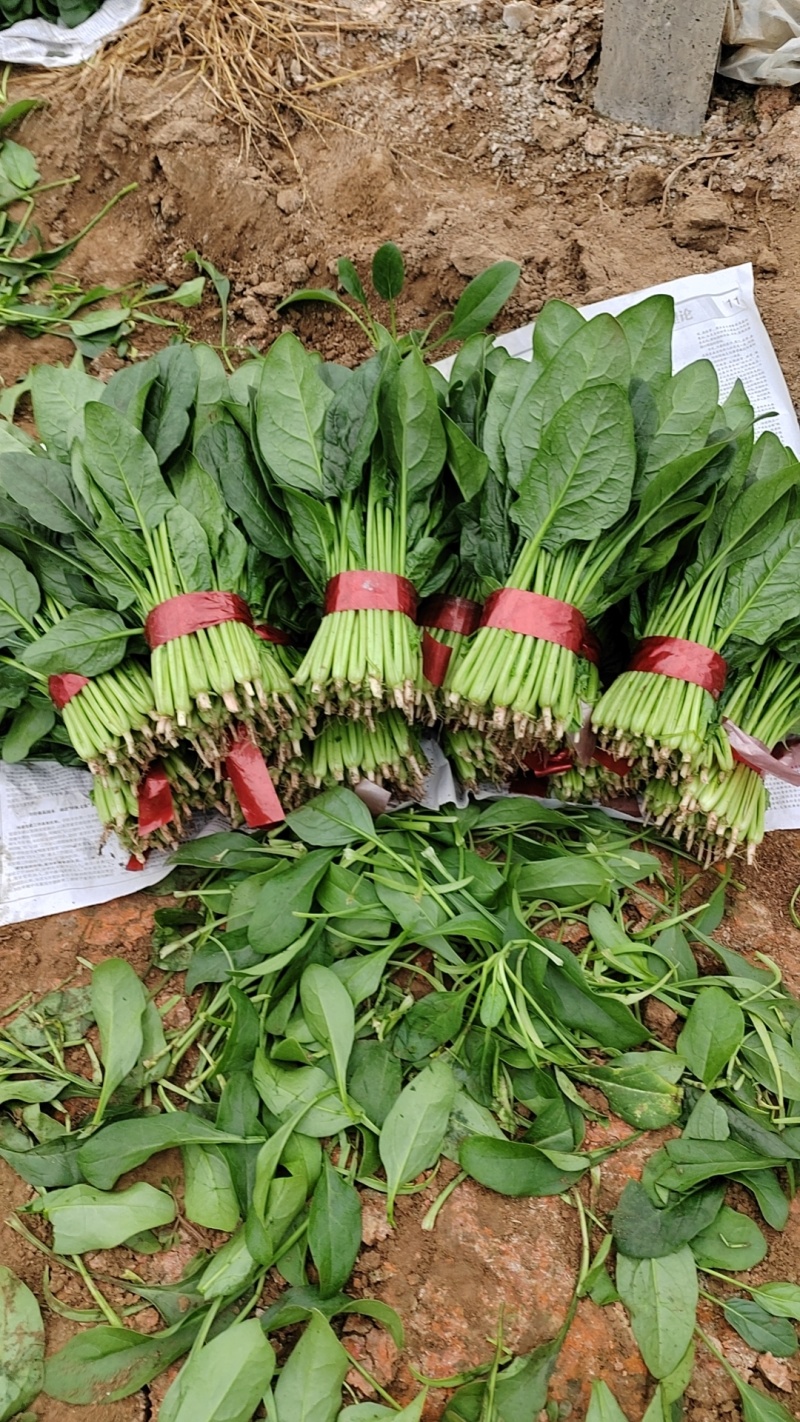 常年代发大叶精品菠菜