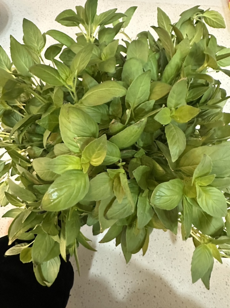 【诚信卖家】河南大叶荆芥基地供应大量有货量大从优